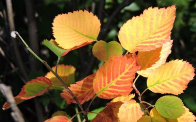 Stressed Saskatoon leaves June 21st 2015