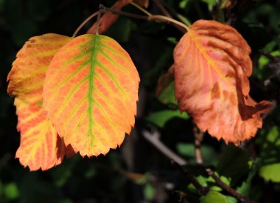 Stressed Saskatoon leaves June 21st 2015