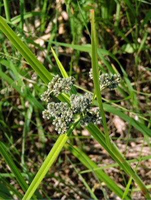 Grasses and Sedges