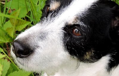 Brock has his eye on us: photographer's reflection June 22nd 2015