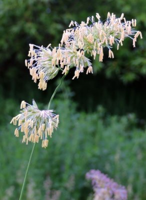 Fescue? flowering June 22nd 2015