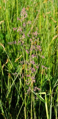 Bentgrass (Agrostis sp) flowering June 21st 2015