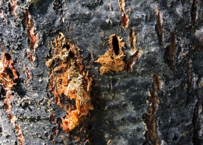 Borers at work in old Aspen tree July 5th 2015