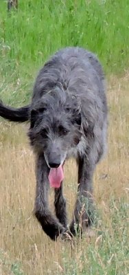 Bramble the tall dog July 5th 2015