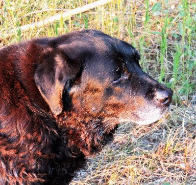 Old lady Belle on a visit from Oregon July 10th 2015