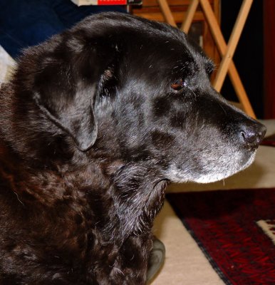 Classic Labrador Belle July 10th 2015