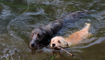Swimming buddies July 12th 2015