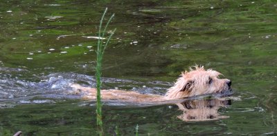 Raffles the power-swimmer July 12th 2015