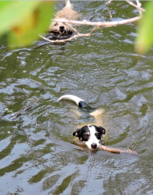 The swimming boys - Brock leads the way July 12th 2015