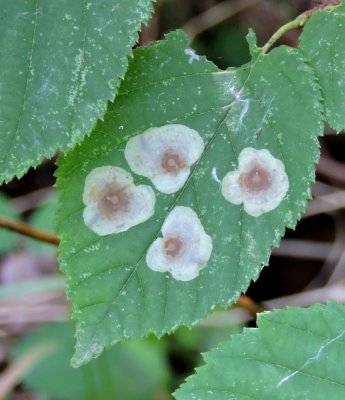 Leaf scale on Beaked Hazelnut leaf July 20th 2015
