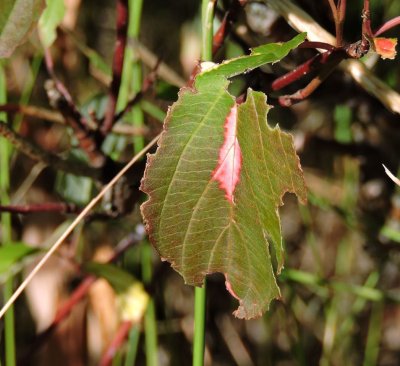 Grasshopper damage July 27th 2015