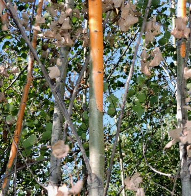 Aspen trees dying from drought July 27th 2015