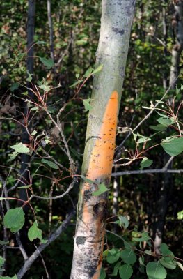 Dying Aspen Tree  July 27th 2015