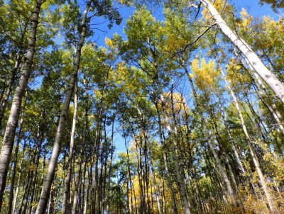 Aspens on a fall morning September 28th 2015