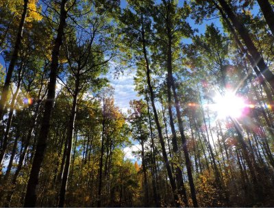 Aspens on a fall morning September 28th 2015