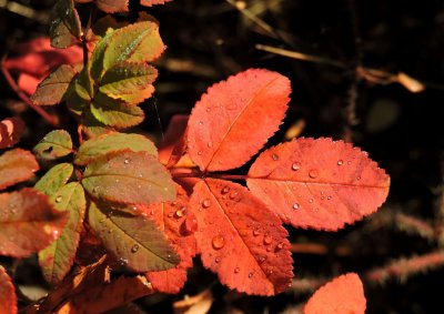 Wild rose leaves September 28th 2015