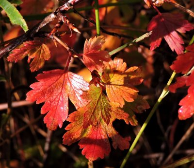 Wild gooseberry leaves September 28th 2015