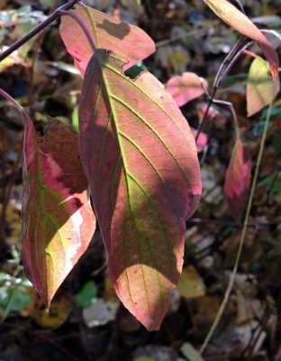 Osage Dogwood leaf September 28th 2015