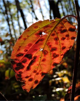 Past its best, but still beautiful September 28th 2015