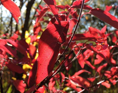Fall sunlight and colour September 28th 2015
