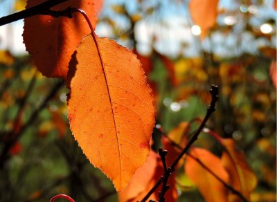 Fall colours September 28th 2015