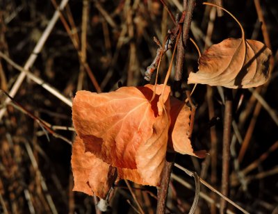 Crisp dry leaves in morning light October 18th 2015