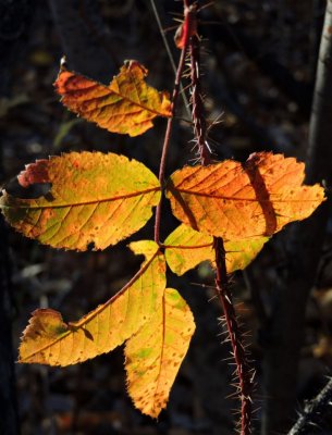Backlit leaves October 18th 2015