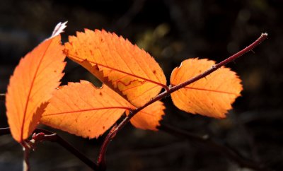 Backlit leaves October 18th 2015