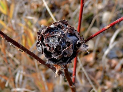 Gall or saprophyte?  October 18th 2015