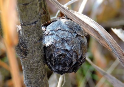 Gall or saprophyte?  October 18th 2015