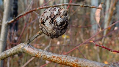 Gall or saprophyte?  October 18th 2015