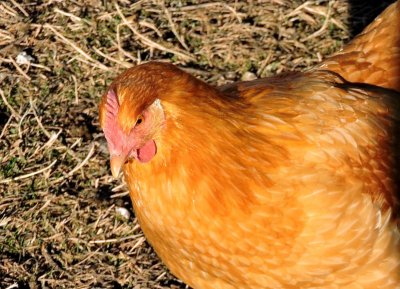 chickens