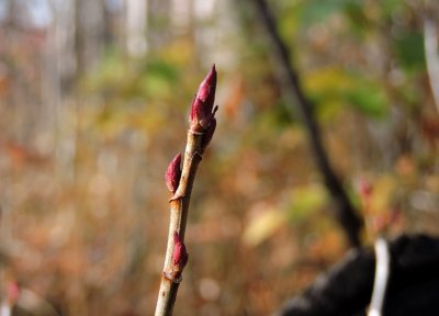 Wild currant buds - ready for next year October 18th 2015
