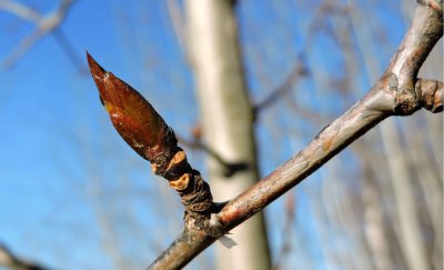 Next year's black poplar leaf bud October 25th 2015