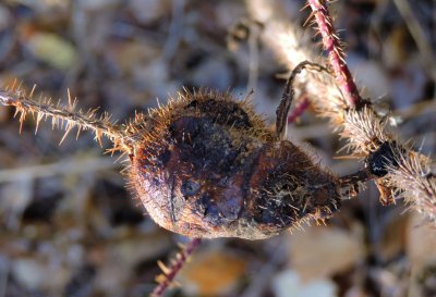 Gall on a wild rose October 25th 2015