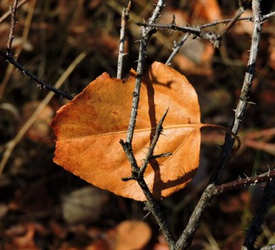 Trapped aspen leaf October 25th 2015