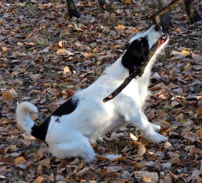 Brock's stick! October 25th 2014