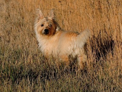 Raffles in the Fall grass October 25th 2015