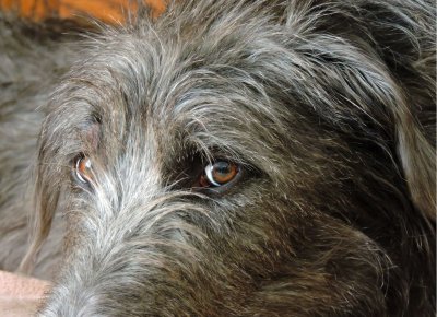 Bramble October 25th 2015