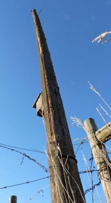 Powerpole with lightning strike damage October 25th 2015