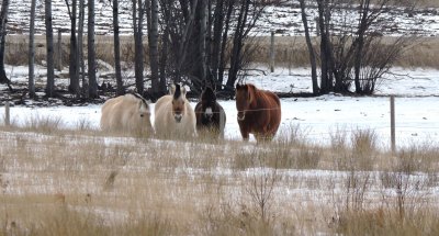 The Equids