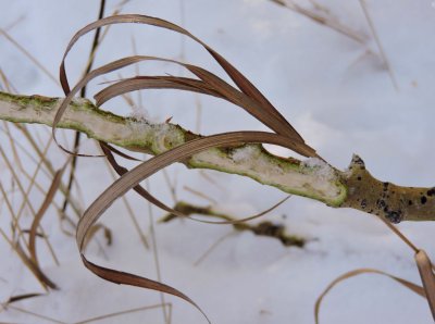 Signs of Wildlife