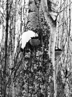 Black poplar with bracket fungi  January 3rd 2016