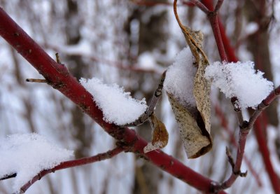 Willow twigs  January 10th 2016