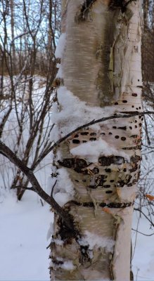 Paper Birch January 10th 2016