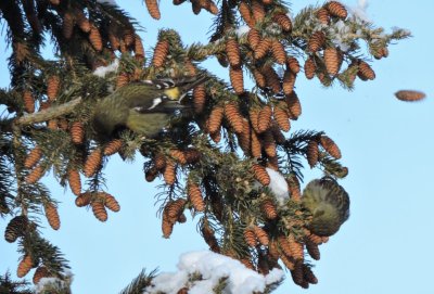 Birds