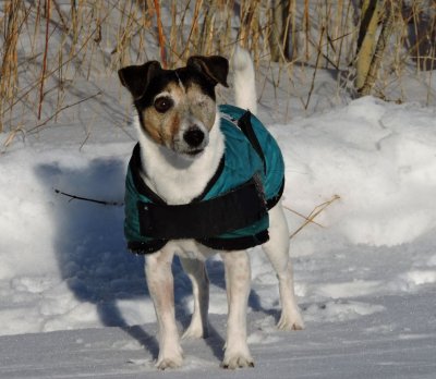 Evelyn enjoying her winter walks again January 24th 2016