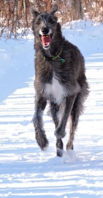 Bramble the happy runner January 24th 2016