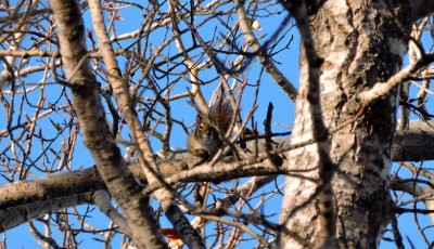 Red Squirrel (Tamiasciurus hudsonicus) January 24th 2016