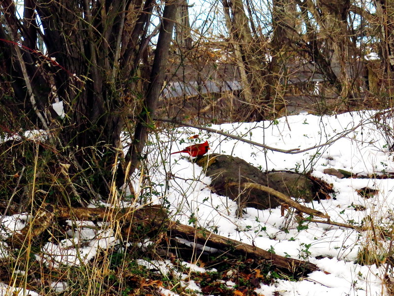 Cardinal 